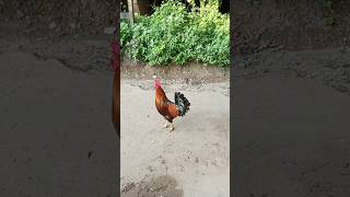 Adorable Rooster Crowing Loudly Amazing Rooster🐓 Crowing Sound birds Shorts cute viralvideo [upl. by Attenyl]