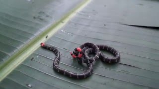 RedTailed Coral Snake Micrurus mipartitus tail display [upl. by Gelasias]