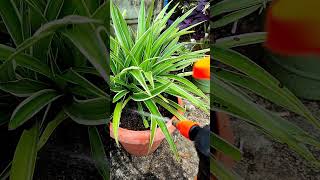 Tips For Spider Plant  How to Grow Spider Plant shortvideo bagwani plant growing shorts [upl. by Ambrosi]