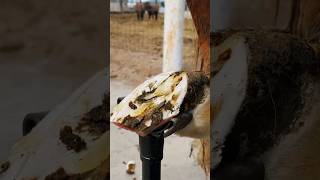 Deformed hoof receiving care neglected horse hoof asmr satisfying [upl. by Crabb873]