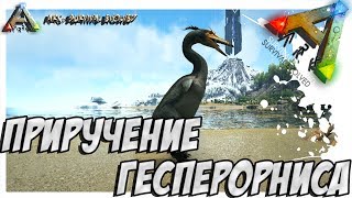 ARK Survival Evolved  ПРИРУЧЕНИЕ ГЕСПЕРОРНИСА TAMING HESPERORNIS [upl. by Elodie]