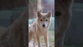 Dingo Encounterdingos dingos australia animals wildlife wildlifephotography [upl. by Apps527]