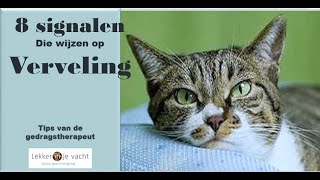 Deze signalen wijzen erop dat je kat zich verveelt [upl. by Colwin54]