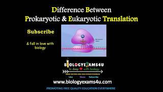 10 Differences between Prokaryotic and Eukaryotic Translation Subtitled [upl. by Giordano]