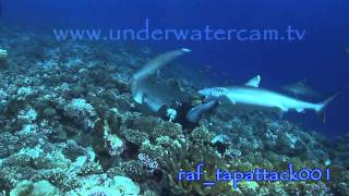 Stock Footage Silvertip shark attacks diver [upl. by Ledarf453]