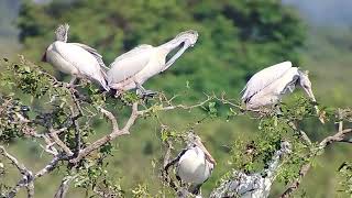 Spotbilled Pelican at Prek Toal Cambodia [upl. by Frederico723]