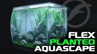 Planted Tank Aquascape ft Fluval FLEX [upl. by Fransisco]