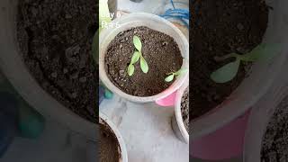 HOW TO GROW CALENDULA PLANT FROM SEED FLOWER PLANT garden gardening farming WINTERFLOWER [upl. by Nive]