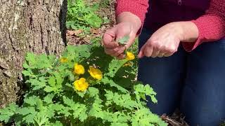 Celandine Poppy video [upl. by Lyrrad]