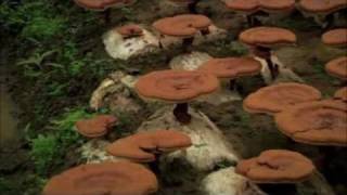 Health Benefits of Ganoderma Lucidum [upl. by Issac28]