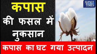 कपास की फसल में नुकसान  घट गया उत्पादन Damage to cotton crop  production reduced [upl. by Liza460]