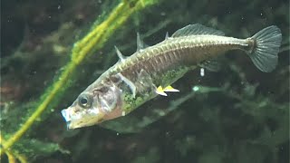 イトヨ Threespined Stickleback Gasterosteus aculeatus [upl. by Eyk]