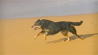 Dog Running In Epic Slow Motion 2 HD [upl. by Howlond]