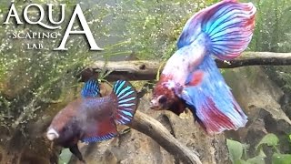 Aquascaping Lab  Betta Splendens Breeding Reproduction  Siamese Combattente Riproduzione [upl. by Mendelson]