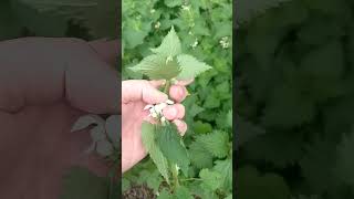 White Dead Nettle Lamium album [upl. by Selene]