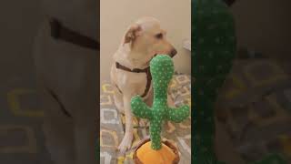 funny funnyvideo fun love life labrador puppy pets petlover dog cute cuteness petparent [upl. by Sidonia]