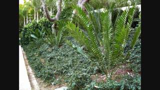 Cycads in a Landscape Pacific Palisades California [upl. by Lipski397]