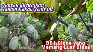 Clone Unggulan BB1 juga Sebagai PejantanMCC02BB1 [upl. by Onibag]