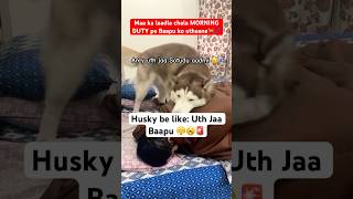 My husky’s morning routine Uth jaa Pawpa🤦‍♂️🤣🚨 funnyhusky dogdad doglovers [upl. by Ykcaj]