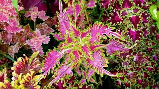 Beautiful Coleus Varieties in My German Garden [upl. by Assirrac]