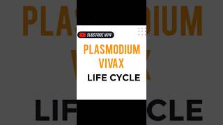 PLASMODIUM VIVAX LIFE CYCLE [upl. by Atkins]