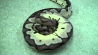 AXANTHIC CLOWN Super Rare Snake [upl. by Ytsenoh98]