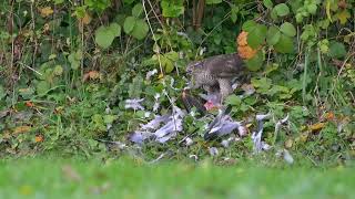 Sparrowhawk with Woodpigeon [upl. by Atsok187]