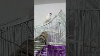 Periquito fuera de su jaula planeando travesuras😃 parrot periquitos pet cute viralvideo parati [upl. by Notyarb]