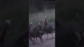 Stacked Up Four Gobblers [upl. by Anar]