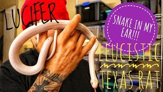 LEUCISTIC TEXAS RAT SNAKE [upl. by Ahsyia]