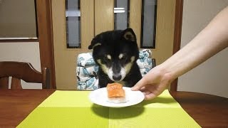 黒柴クロ 犬ごはん サーモンのにぎり Shiba Inu Kuro Eats Salmon Sushi [upl. by Geddes]