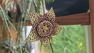 Orbea Stapelia variegata in bloom September 2024 [upl. by Aettam490]