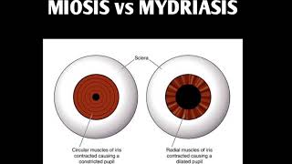 MIOSIS amp MYDRIASIS [upl. by Ahsiuqal]