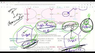 Purine Salvage pathway and deficiencies  Molecular biology  Biochemistry  First Aid LecturesLec6 [upl. by Alit]