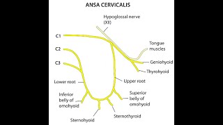 ANSA CERVICALIS  Simple Explanation  Anatomy  Neuro Anatomy [upl. by Peedsaj]