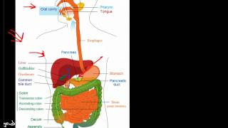 Overview of the Gastrointestinal System [upl. by Ebony]