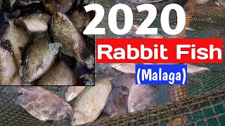 2020 Rabbit FishMalaga o Samaral Culture [upl. by Cowley]