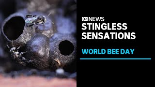 Stingless bees celebrated on International Bee Day l ABC News [upl. by Eilatam]