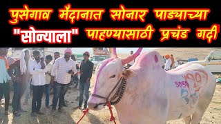 पुसेगावच्या हिंदकेसरी🔥 सोनार पाड्याचा मोठा सोन्या🔥pusegaon bail sharyat 2022 [upl. by Tyoh]