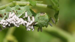 Tobacco Hornworm Parasitoids Emerge from their cocoons [upl. by Sedecrem]