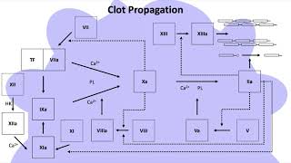 Coagulation Cascade III Propagation [upl. by Ardnauq]