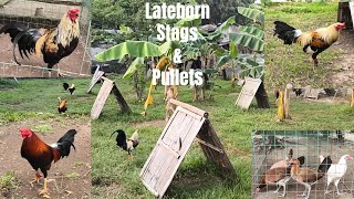 Lateborn Stags amp Pullets Update [upl. by Lali]