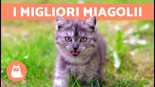 I migliori VIDEO di GATTI CHE MIAGOLANO 🐱🐾 Gatti che miagolano arrabbiati felici e divertenti [upl. by Eiuqram]