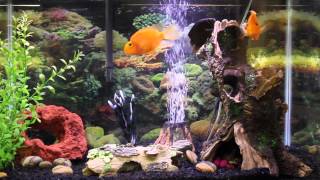 1hr relaxing music Aquarium Screensaver Fishtank HD [upl. by Loutitia800]