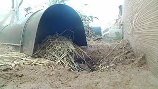 Perth Zoo Celebrates Birth of 13 Rare Numbats [upl. by Skipton483]