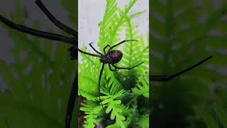 Latrodectus hesperus latrodectushesperus [upl. by Athena]