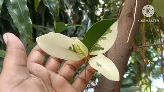 How to Grow Ficus plant  Ficus care  Ficus plant  ficusplant [upl. by Borreri]