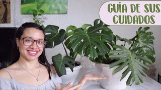 Cómo cuidar la planta Monstera Deliciosa│Candy Bu [upl. by Lough]