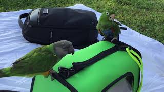 BABY Senegal Parrot WhiteEyed Conure amp Blue Crowned Conure 3 CutiesD [upl. by Bbor]