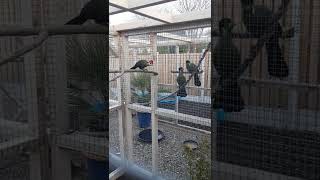 Red Crested Turacos meet White Cheeked Turacos  amp some Quail 😂 birds shorts [upl. by Elane619]